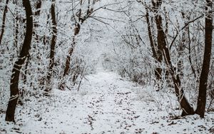 Preview wallpaper forest, snow, winter, path, trees