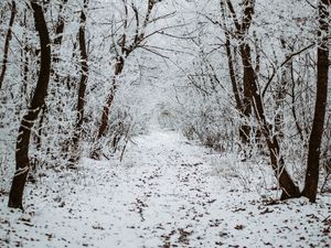Preview wallpaper forest, snow, winter, path, trees