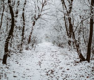 Preview wallpaper forest, snow, winter, path, trees
