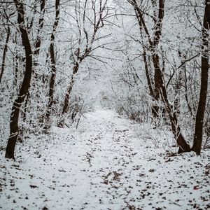 Preview wallpaper forest, snow, winter, path, trees