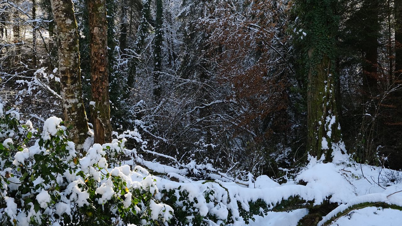 Wallpaper forest, snow, winter, nature, trees
