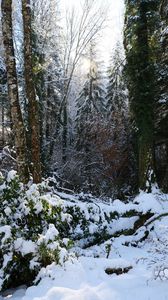 Preview wallpaper forest, snow, winter, nature, trees