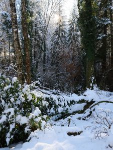 Preview wallpaper forest, snow, winter, nature, trees