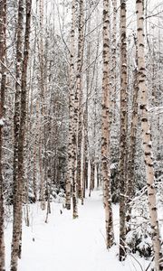 Preview wallpaper forest, snow, winter, birch, trees