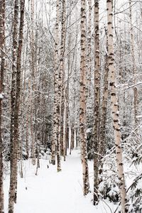 Preview wallpaper forest, snow, winter, birch, trees