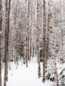 Preview wallpaper forest, snow, winter, birch, trees