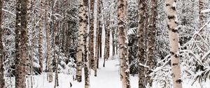 Preview wallpaper forest, snow, winter, birch, trees