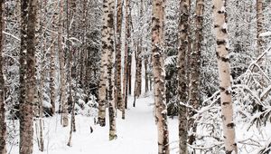 Preview wallpaper forest, snow, winter, birch, trees