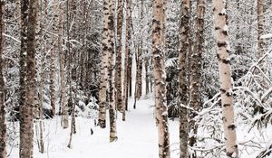 Preview wallpaper forest, snow, winter, birch, trees