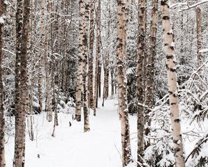 Preview wallpaper forest, snow, winter, birch, trees