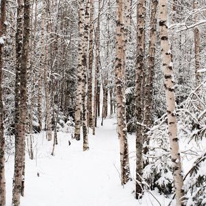 Preview wallpaper forest, snow, winter, birch, trees