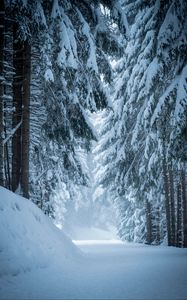 Preview wallpaper forest, snow, winter, pines, trees