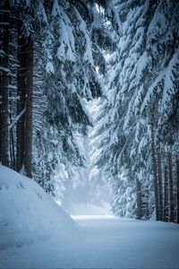 Preview wallpaper forest, snow, winter, pines, trees