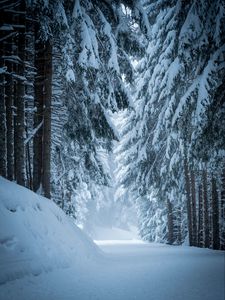 Preview wallpaper forest, snow, winter, pines, trees