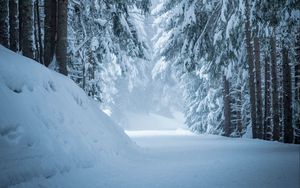 Preview wallpaper forest, snow, winter, pines, trees