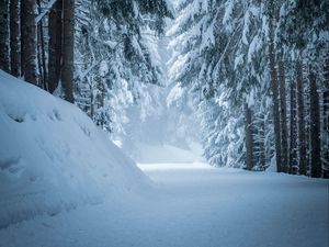 Preview wallpaper forest, snow, winter, pines, trees