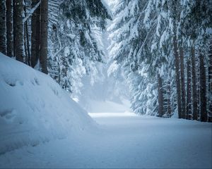 Preview wallpaper forest, snow, winter, pines, trees