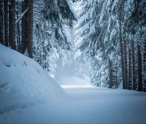 Preview wallpaper forest, snow, winter, pines, trees