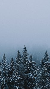 Preview wallpaper forest, snow, winter, spruce, trees