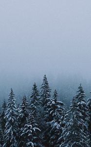 Preview wallpaper forest, snow, winter, spruce, trees