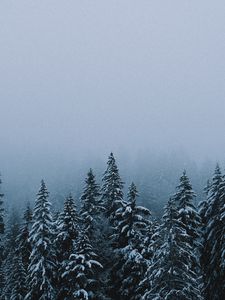 Preview wallpaper forest, snow, winter, spruce, trees