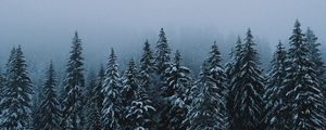 Preview wallpaper forest, snow, winter, spruce, trees