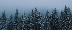 Preview wallpaper forest, snow, winter, spruce, trees