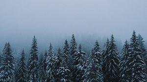 Preview wallpaper forest, snow, winter, spruce, trees