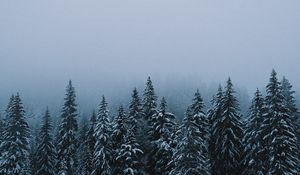 Preview wallpaper forest, snow, winter, spruce, trees