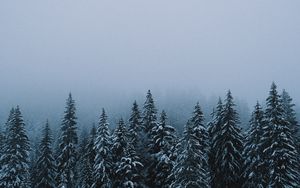 Preview wallpaper forest, snow, winter, spruce, trees