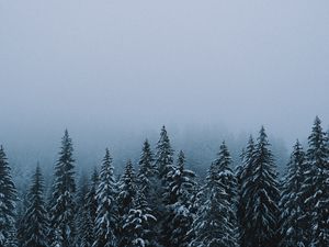 Preview wallpaper forest, snow, winter, spruce, trees