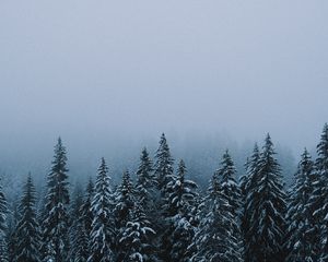 Preview wallpaper forest, snow, winter, spruce, trees