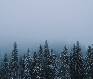 Preview wallpaper forest, snow, winter, spruce, trees