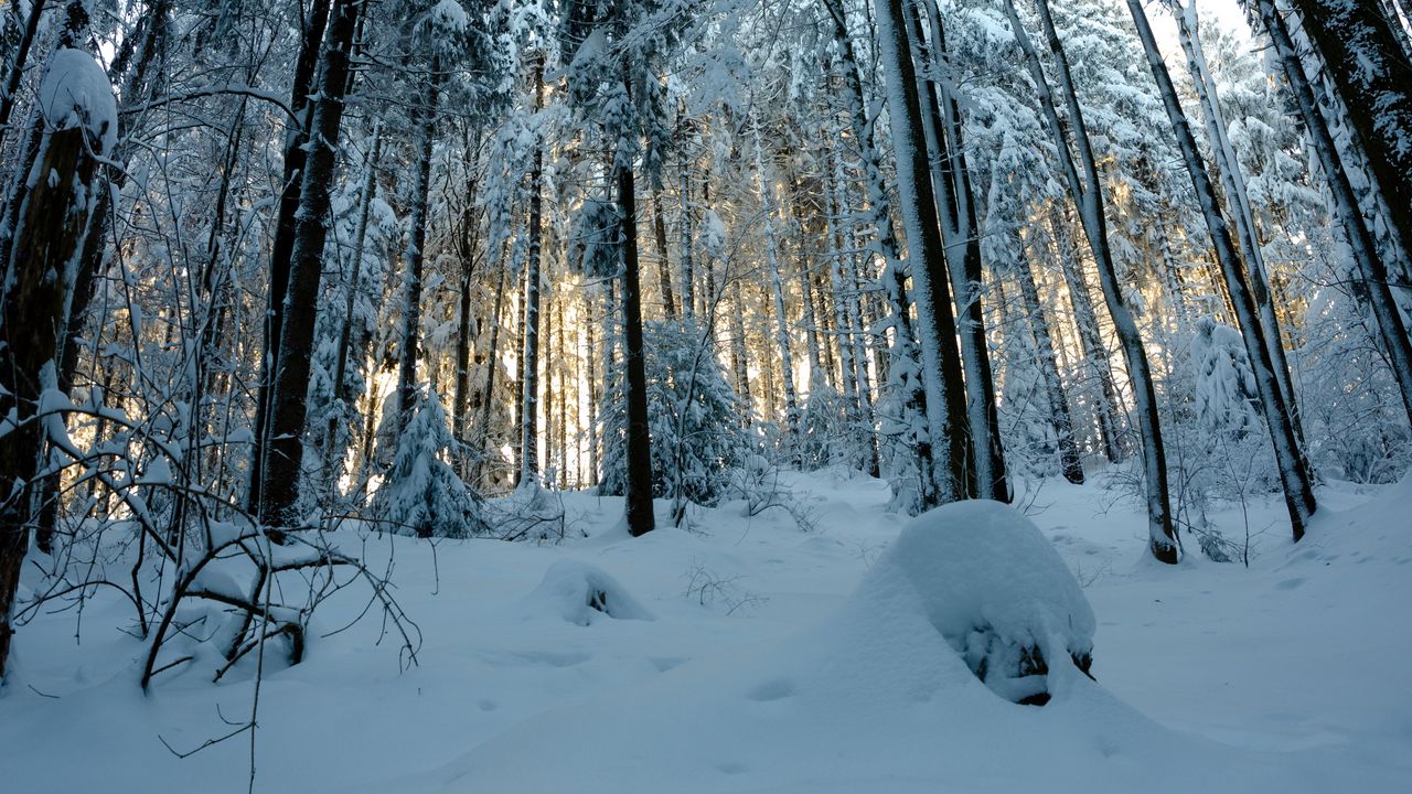 Wallpaper forest, snow, winter, pines, trees, snowy