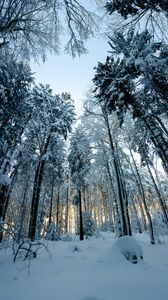 Preview wallpaper forest, snow, winter, pines, trees, snowy