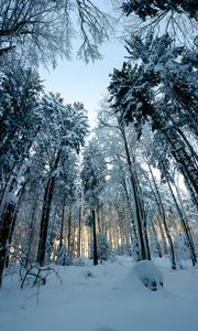 Preview wallpaper forest, snow, winter, pines, trees, snowy