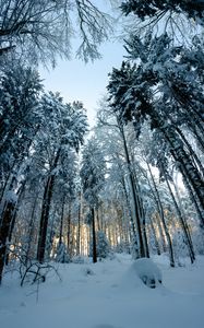 Preview wallpaper forest, snow, winter, pines, trees, snowy