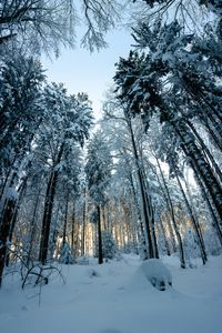 Preview wallpaper forest, snow, winter, pines, trees, snowy