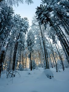 Preview wallpaper forest, snow, winter, pines, trees, snowy