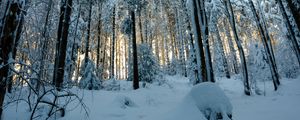 Preview wallpaper forest, snow, winter, pines, trees, snowy