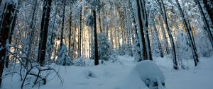 Preview wallpaper forest, snow, winter, pines, trees, snowy