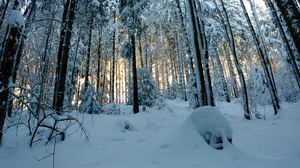 Preview wallpaper forest, snow, winter, pines, trees, snowy