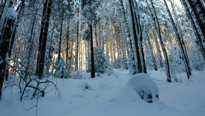 Preview wallpaper forest, snow, winter, pines, trees, snowy