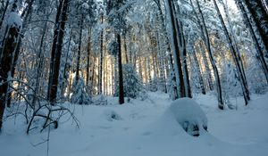 Preview wallpaper forest, snow, winter, pines, trees, snowy