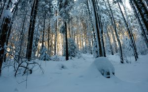Preview wallpaper forest, snow, winter, pines, trees, snowy