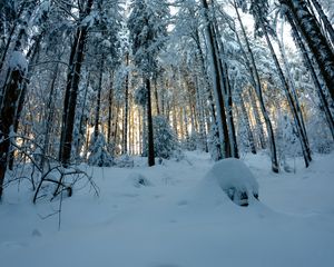 Preview wallpaper forest, snow, winter, pines, trees, snowy