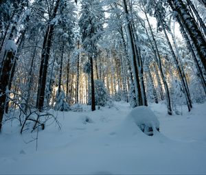 Preview wallpaper forest, snow, winter, pines, trees, snowy