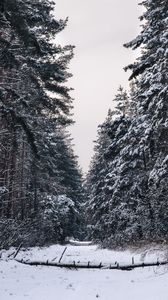 Preview wallpaper forest, snow, winter, trees