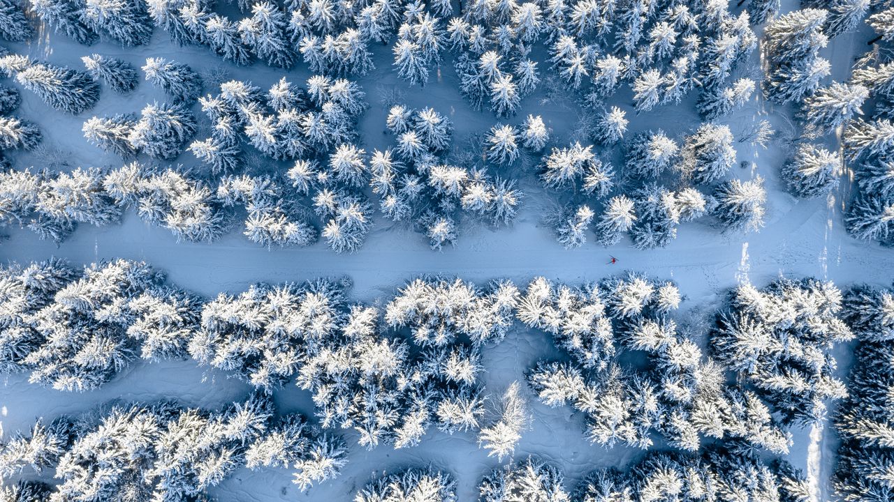 Wallpaper forest, snow, winter, aerial view