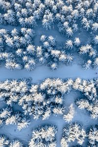 Preview wallpaper forest, snow, winter, aerial view